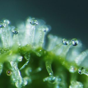 Cannabis-Thomas Fromm.jpg