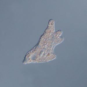 Amoeba proteus Thomas Fromm