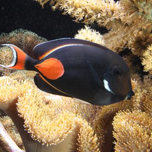 thomas-fromm-Orangen-Doktorfisch-IMG_1225 Kopie II