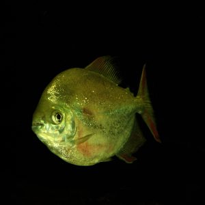 thomas-fromm-salmler-IMG_1298-Kopie-II.jpg