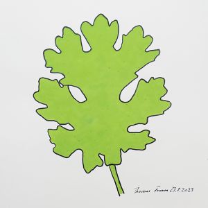 Macleaya, Acrylstifte auf Papier, 29,7 x 42 cm, 2023