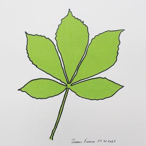 Aesculus, Acrylstifte auf Papier, 29,7 x 42 cm, 2023