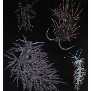 Abb.2: A. Portmann, L. Schmekel: Opisthobranchia des Mittelmeeres, Tafel 9.