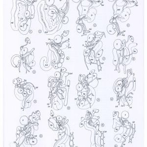 Abb.3: A. Portmann, L. Schmekel: Ophistobranchia des Mittelmeeres, Tafel 36 Genitalsitus