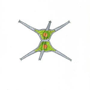 Staurastrum pingue Faserstifte DIN A4 2025
