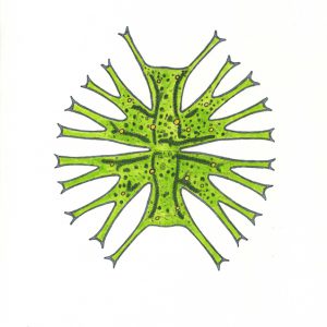 Micrasterias furcata Faserstifte DIN A4 2025