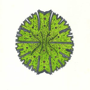 Micrasterias rotata Faserstifte DIN A4 2025