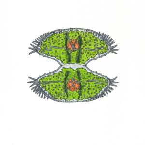 Staurastrum aculeatum Faserstifte DIN A4 2025