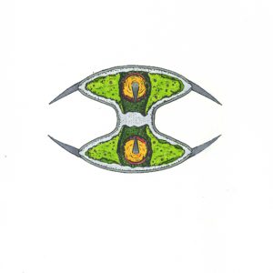 Staurodesmus cuspidatus Faserstifte DIN A4 2025