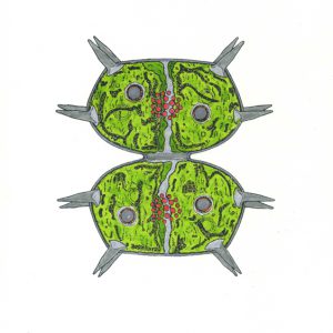 Xanthidium antilopaeum Faserstifte DIN A4 2025