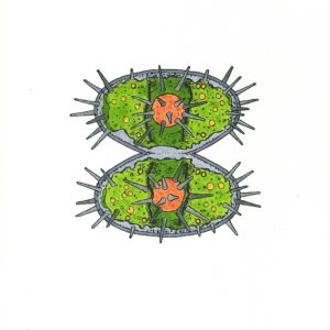 Staurastrum teliferum Faserstifte DIN A4 2025