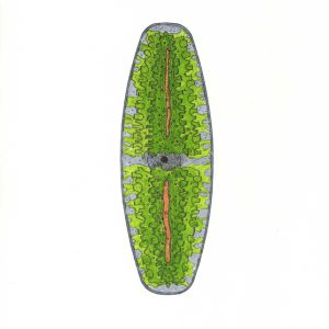 Netrium digitus Faserstifte DIN A4 2025