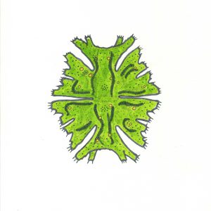 Micrasterias americana Faserstifte DIN A4 2025