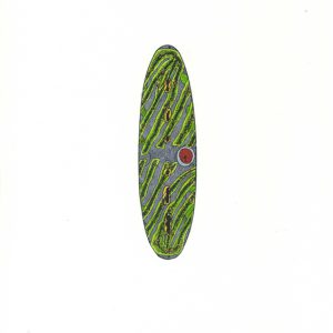 Spirotaenia obscura Faserstifte DIN A4 2025