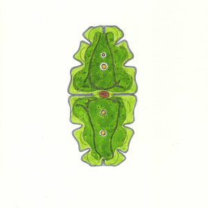 Euastrum oblongum Faserstifte DIN A4 2025