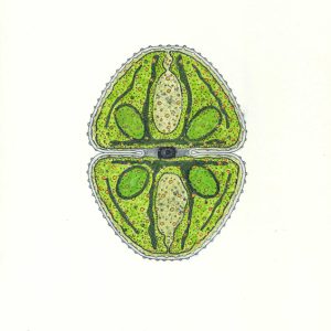 Cosmarium botrytis Faserstifte DIN A4 2025