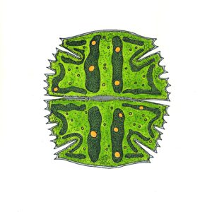 Micrasterias truncata Faserstifte DIN A4 2025
