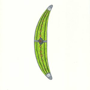 Closterium moniliferum Faserstifte DIN A4 2025