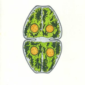 Cosmarium pyramidatum Faserstifte DIN A4 2025