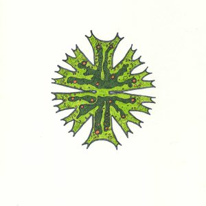 Micrasterias crux-melitensis Faserstifte DIN A4 2025