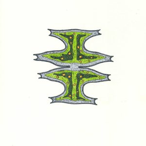 Micrasterias pinnatifida Faserstifte A4 2025