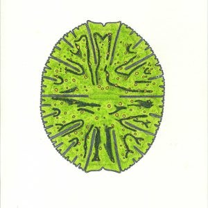 Micrasterias denticulata Faserstifte A4 2025