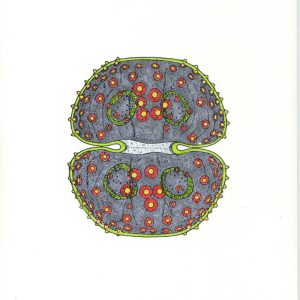 Cosmarium praemorsum Faserstifte DIN A4 2025