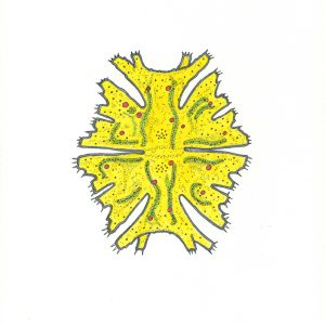 Micrasterias americana Faserstifte DIN A4 2025