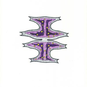 Micrasterias pinnatifida Faserstifte DIN A4 2025