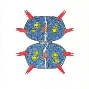 Xanthidium antilopaeum Faserstifte DIN A4 2025