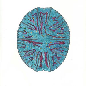 Micrasterias denticulata Faserstifte DIN A4 2025